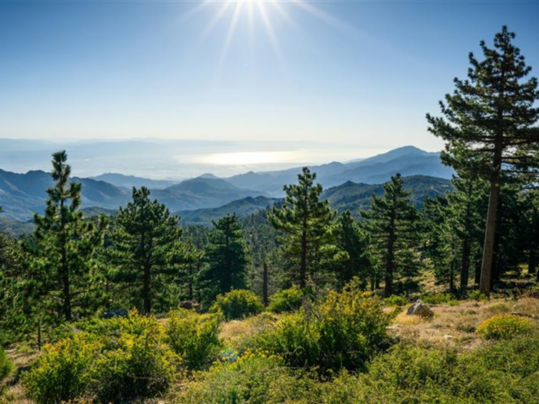 California Practice for Sale